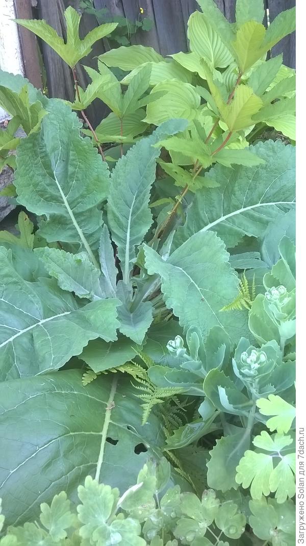 Что-то такое вымахало, что я ума не дам))). Точно не сажала! Огромные уши мягких бархатных листьев!