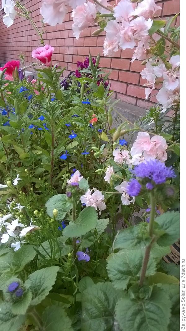 Делаю смесь цветов в одном горшке, мне так нравится))).