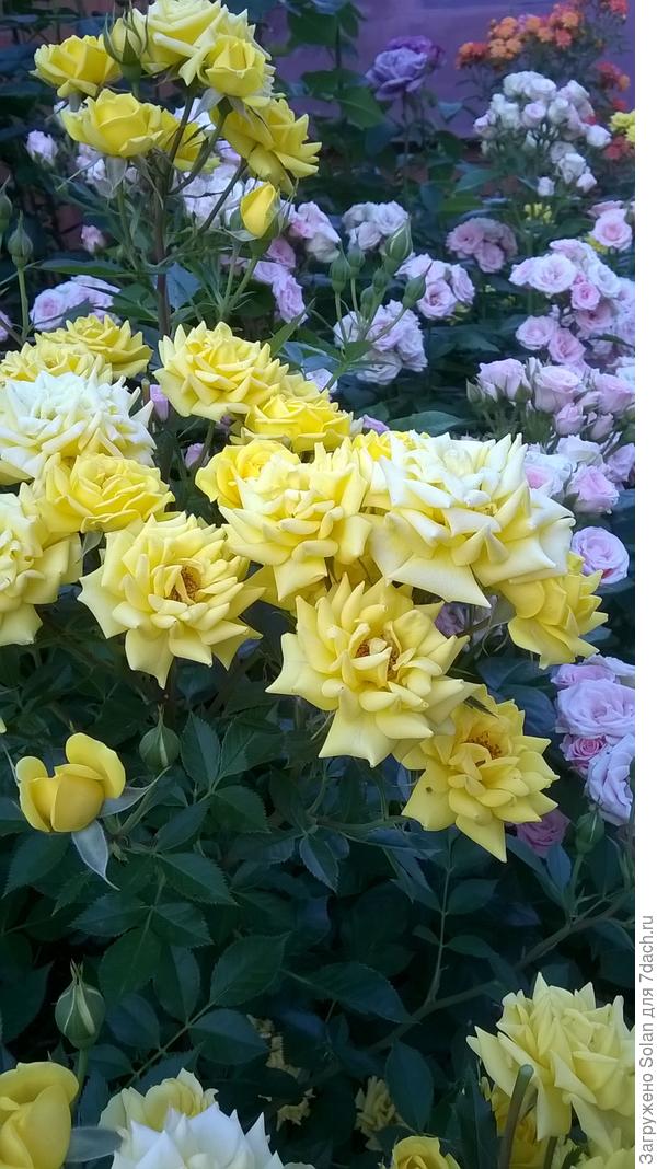 из миниатюрных только еще желтая есть. Она немного, по другому растет, но тоже хороша!)))