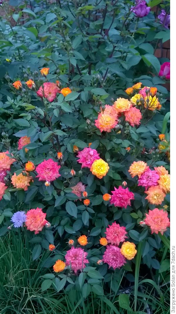 миниатюрная роза. А видно в вернем правом углу розу сиреневого цвета?