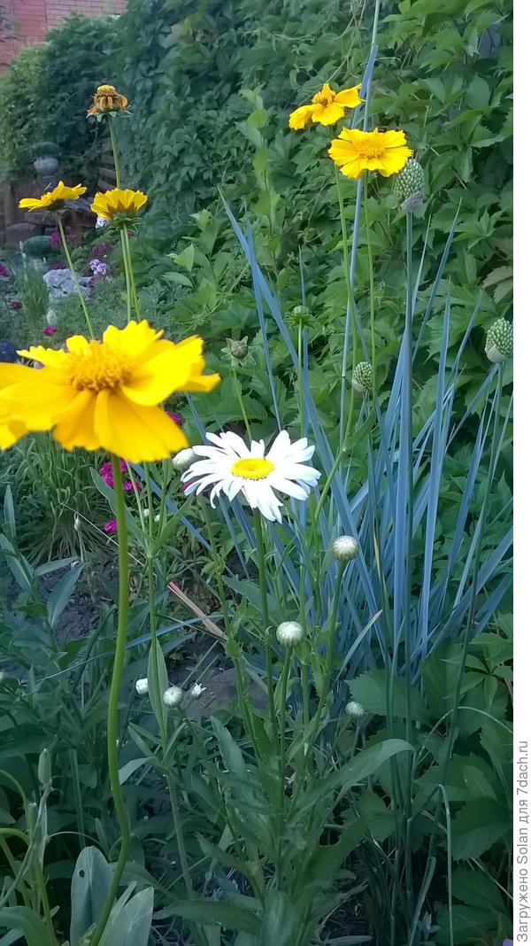 Еще один сюрприз этого дня - смесь, которую я в прошлом году сыпанула из пакетика вдруг в этом году &laquo;разродилась&raquo; белой ромашкой!