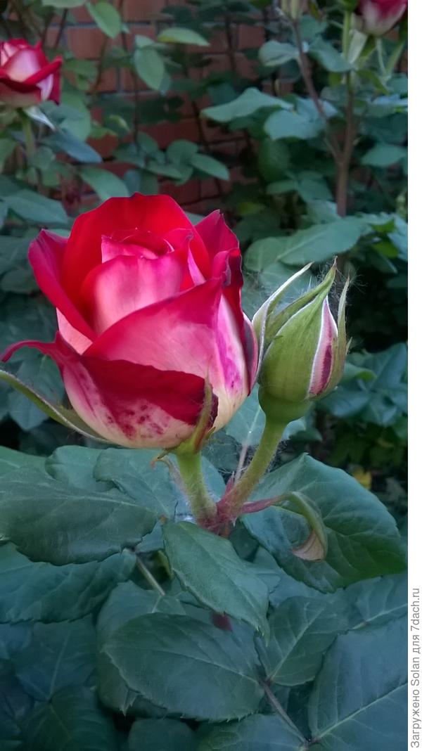 до раскрытия