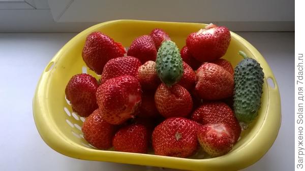 хотя, делиться надо)). Огурцы попали случайно, не смогла пройти мимо)