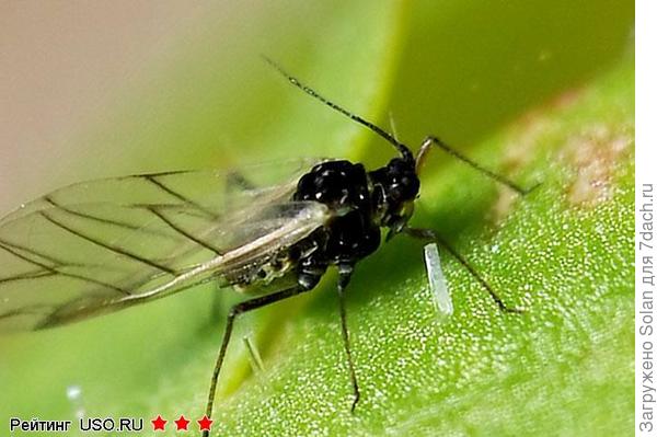 вот на эту гадость похожа. Это не белокрылка?