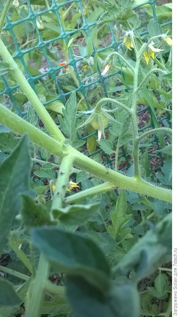 маленькая, черного цвета с прозрачными крыльями