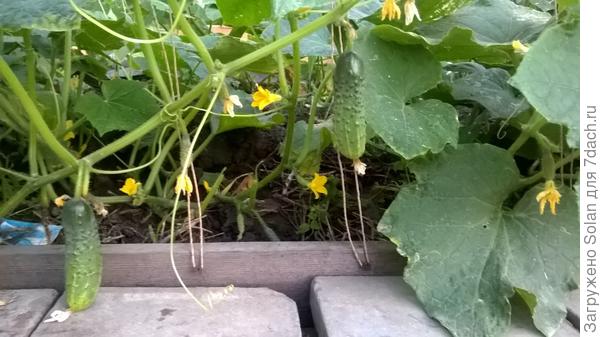 час назад мне казалось, что я все собрала. Вот что у них за талант прятаться?