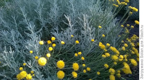 еще бывает серебряная. Зеленая похоже на то, что Вы видели?