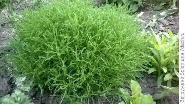 так выглядит молодое растение