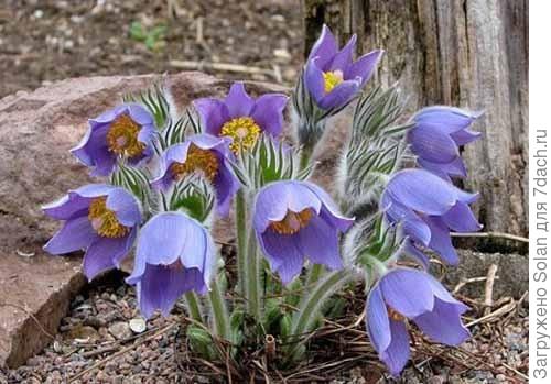 Надеюсь, тебе нравятся 50 оттенков синего? ))))