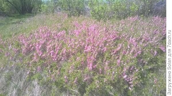 В апреле местами степь становится розовой от зарослей этого кустарника. Он прекрасно переносит пересадку. Очень неприхотлив. По сути, никакого ухода не требует вовсе.