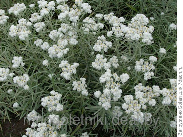 анафалис жемчужный