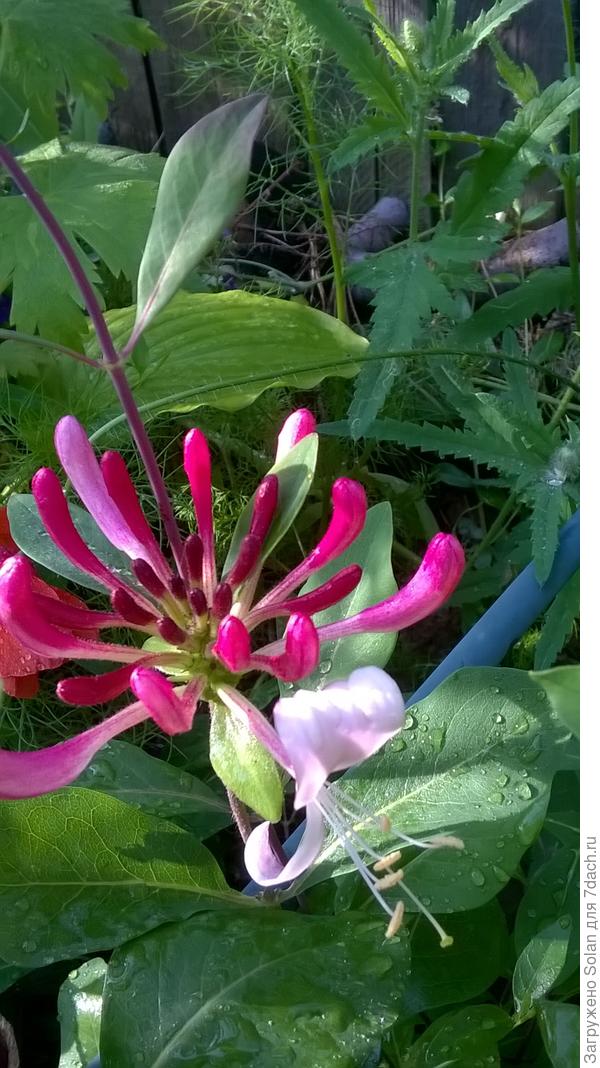 По-моему это- она.