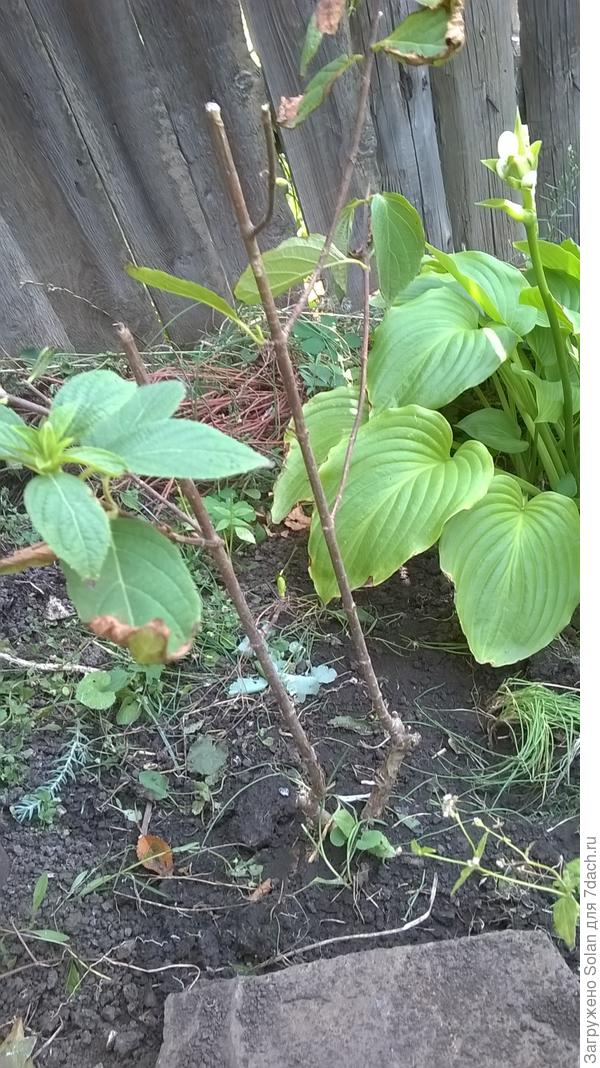 Это временно, мы пока боле-е-ем)))