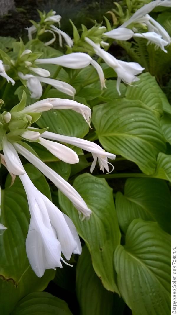 прошел долгожданный дождь и посвежели хосты. Какой аромат стоит!