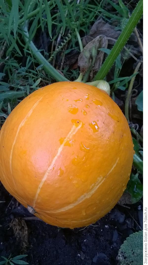 скоро сорву)))