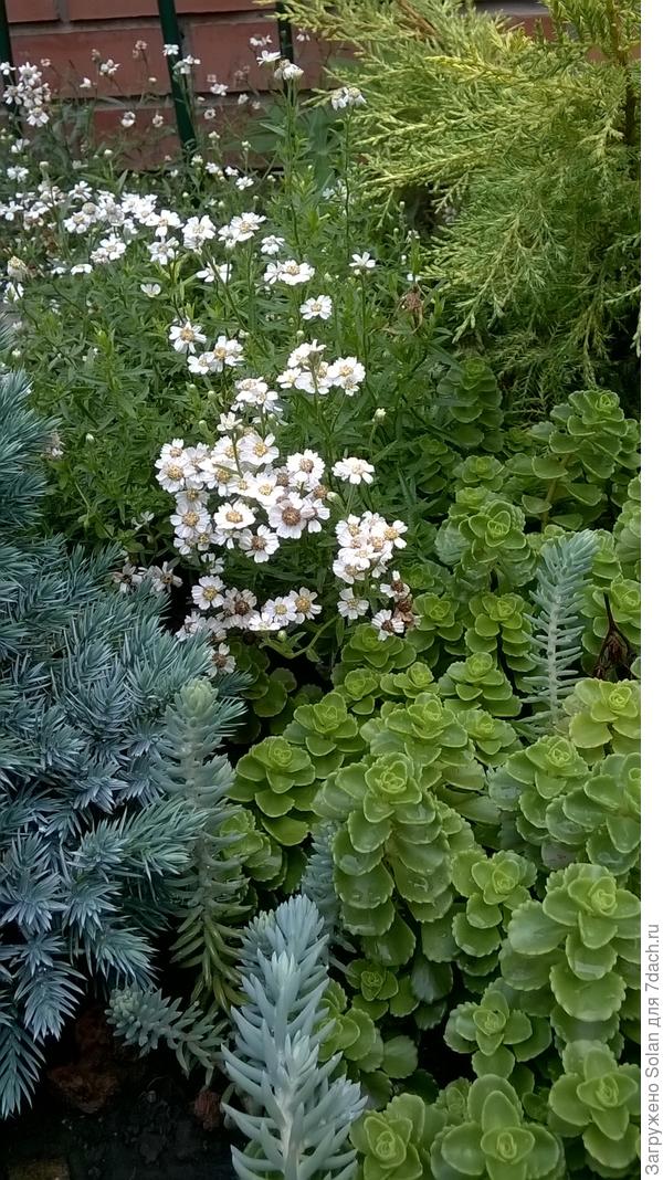 жару даже не заметил тысячелистник &laquo;жемчужина&raquo;.