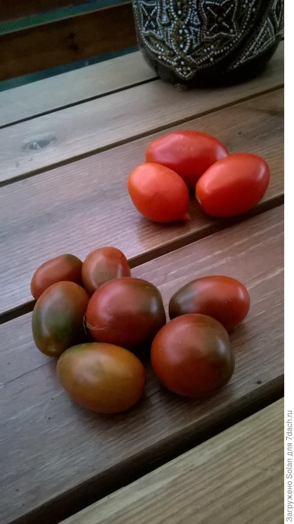 вот они для сравнения рядом с красными лежат