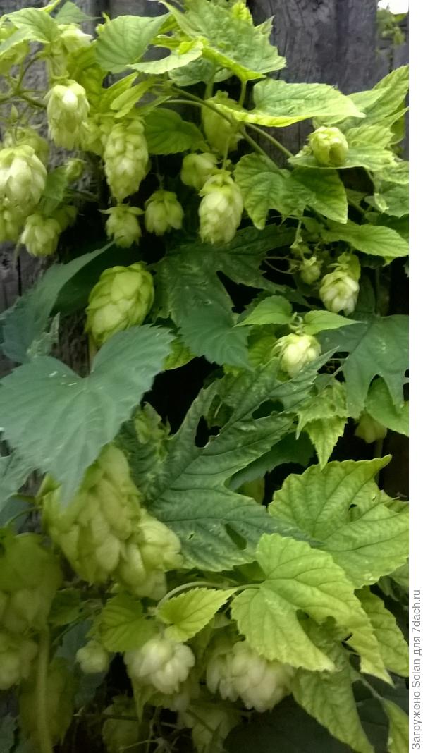 а это - моя ВРАЖИНА))). Борюсь все лето, но утром сегодня смотрю - красив змей!))