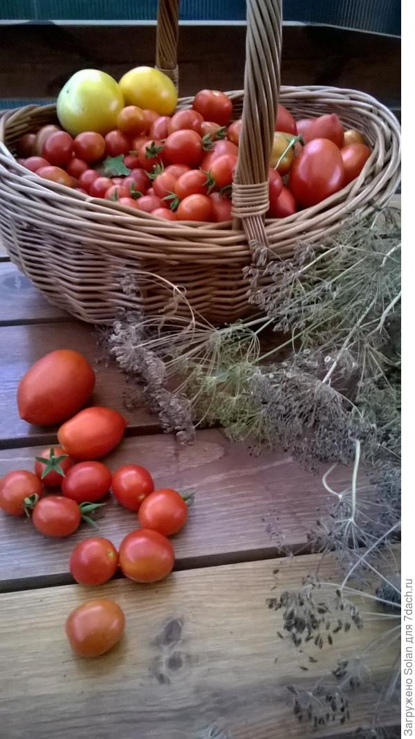 Вчера после работы пробежалась по грядкам.