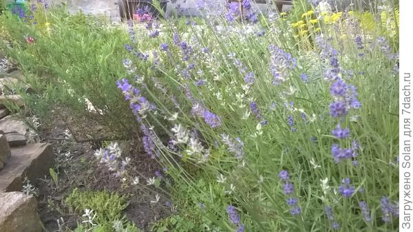 Самая обычная неприхотливая лаванда, но сколько красоты и аромата в ее простоте!