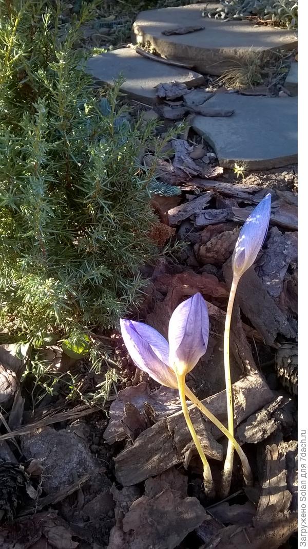 Я тебе хочу подарить своих стойких оловянных солдатиков. Лукавлю, они появятся через месяц. Посмотри - они невообразимо хрупкие. Каждую ночь падают, сраженные морозом. Но каждый день встречали меня после работы вытянув тонкие стебельки и высоко держа изящные головки. Я их безмерно уважаю. Это - для тебя.