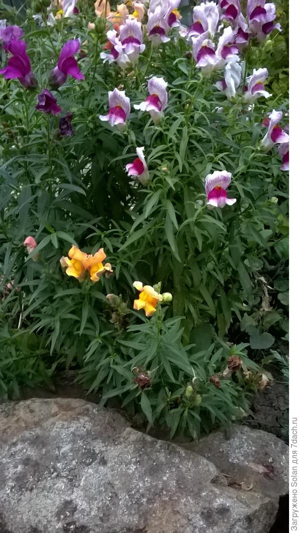 мне очень нравятся покрытые мхом и лишайником, но наш климат сильно жарок и сух для мхов, да и лишайники высыхают.