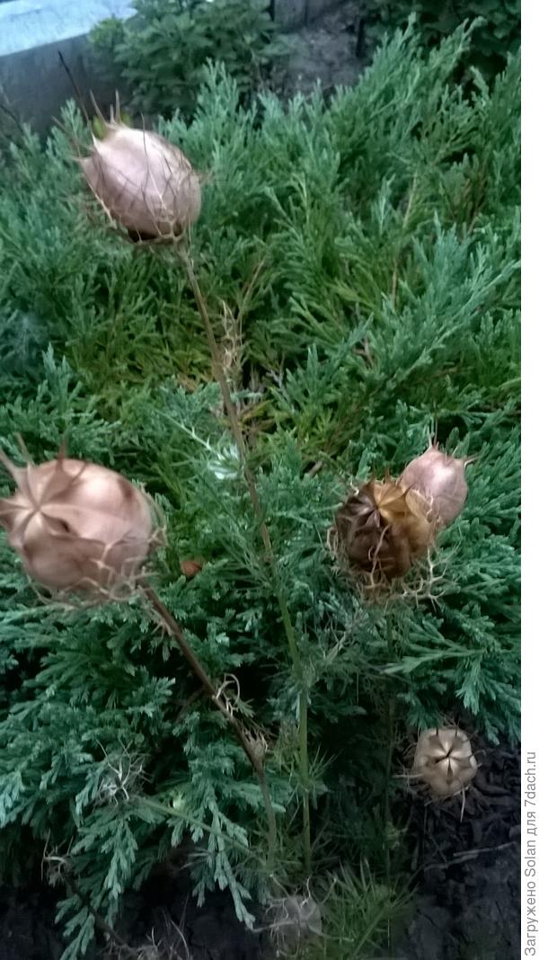 и сухие коробочки нигеллы)))). Красавица в ротанговом кресле сморщила бы аристократический носик :))