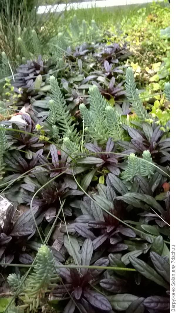 но , знаешь, что я позавчера рассматривала? Живучку)))))