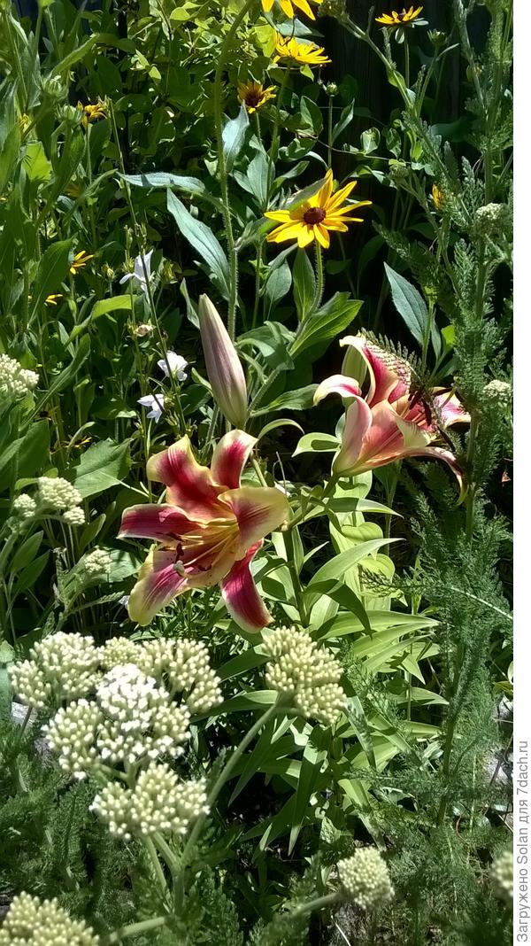 как тебе мои &laquo;клоуны&raquo;?))))