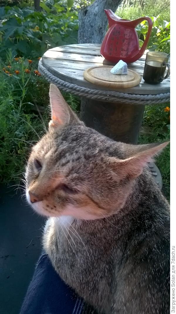 завтракать со мной на лавочке под яблоней