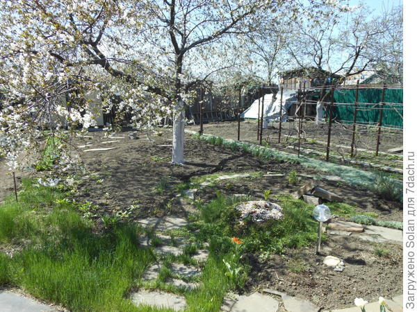 Видите в правом нижнем углу заканчивается тень от вишни? Как раз там и растут лилии. Да, они находятся на нижней границы тени и поэтому, слегка наклоняются в сторону света. Но, на цветение это , к счастью (ттт) не влияей, а то, что они слегка наклонены - даже добавляет им очарования в моих глазах))). И, спасибо Вам большое и за внимание, и за добрые слова! )))