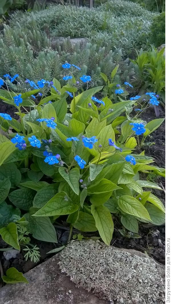 Через два года узнала, что &quot;синЭнький&quot; называется пупочник)))).