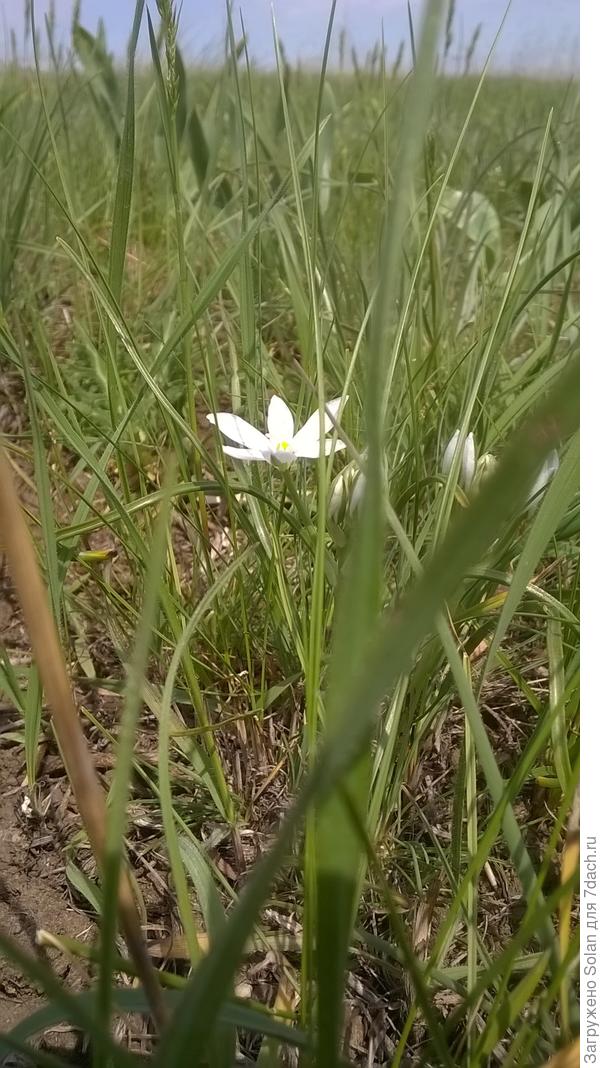 от горшка - два вершка))