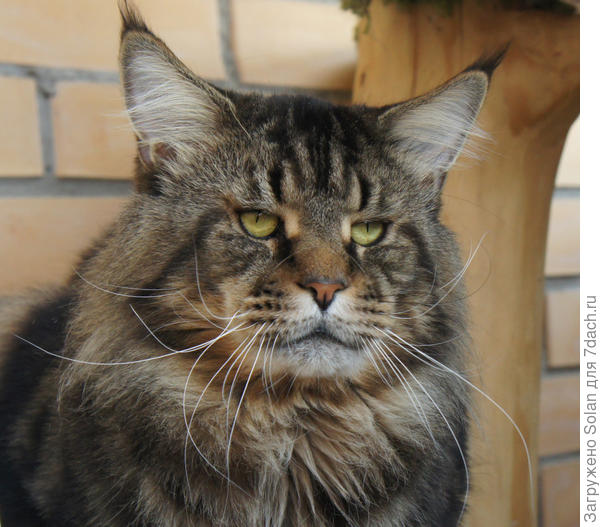 Оооооо... это невозможно -пройти мимо такого зверя! ))))