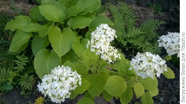 я ее покупала год назад, как безымянную. Вот так она в этом году уже цвела.