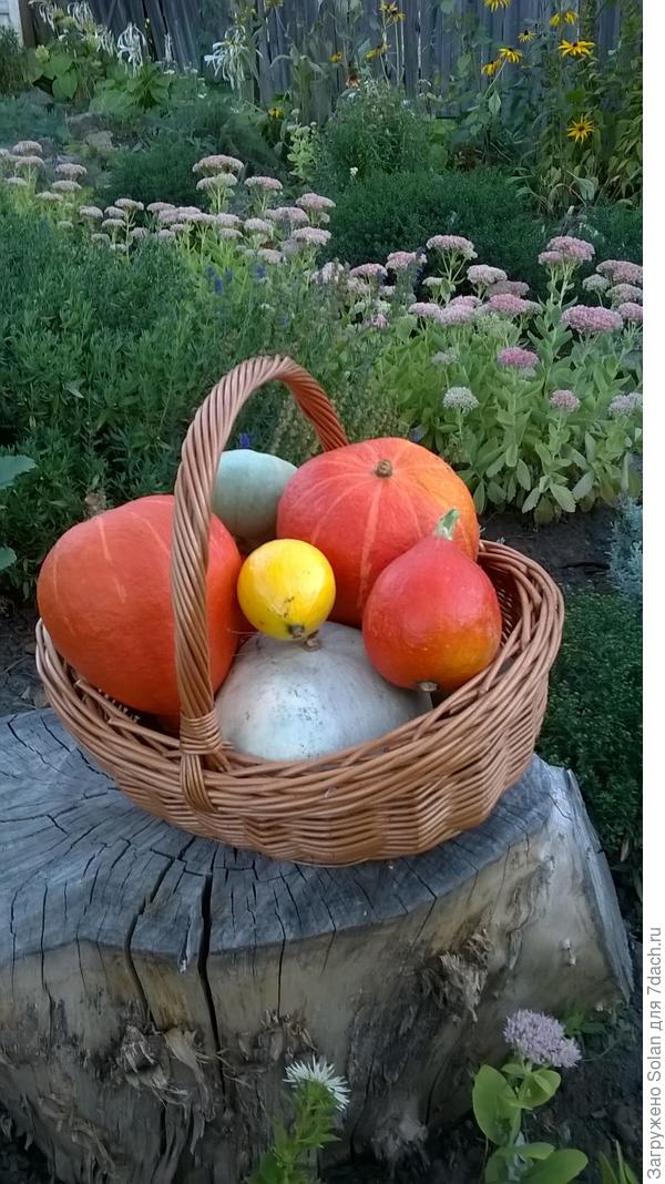 мини-урожай на мини-огороде)))