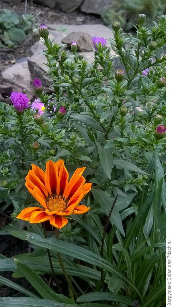 гадзания до морозов будет цвести!