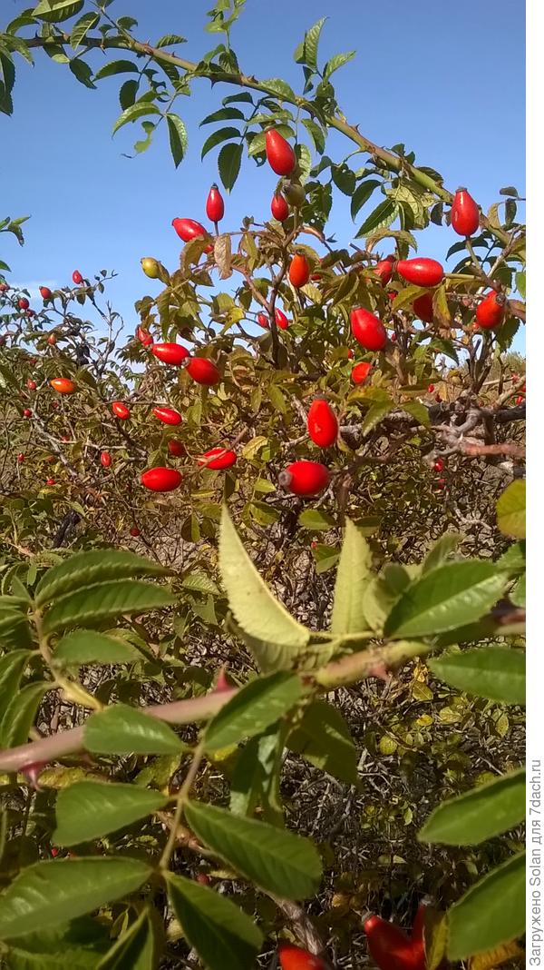 просто рубиновые!