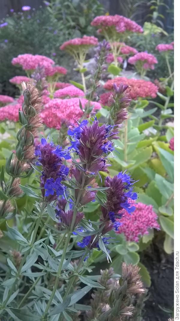 иссоп с чистецом сейчас вовсю цветут