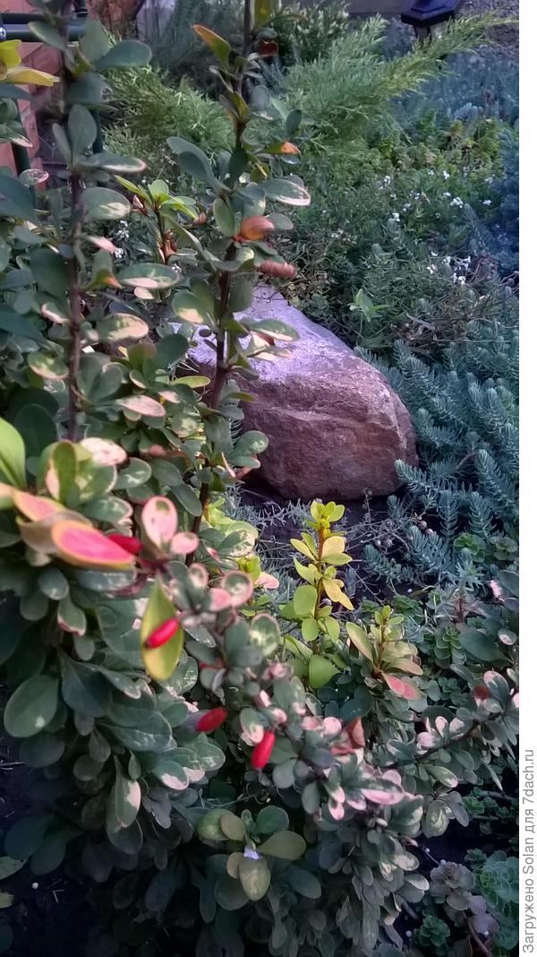 видно ягодки?