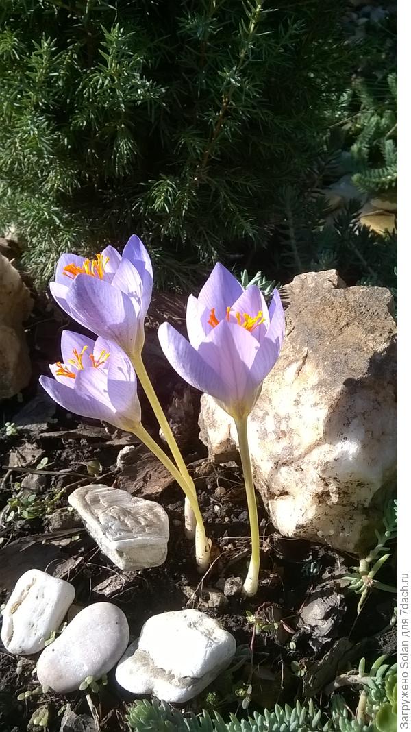 мы с мужем каждое утро бегаем на них поглазеть))))