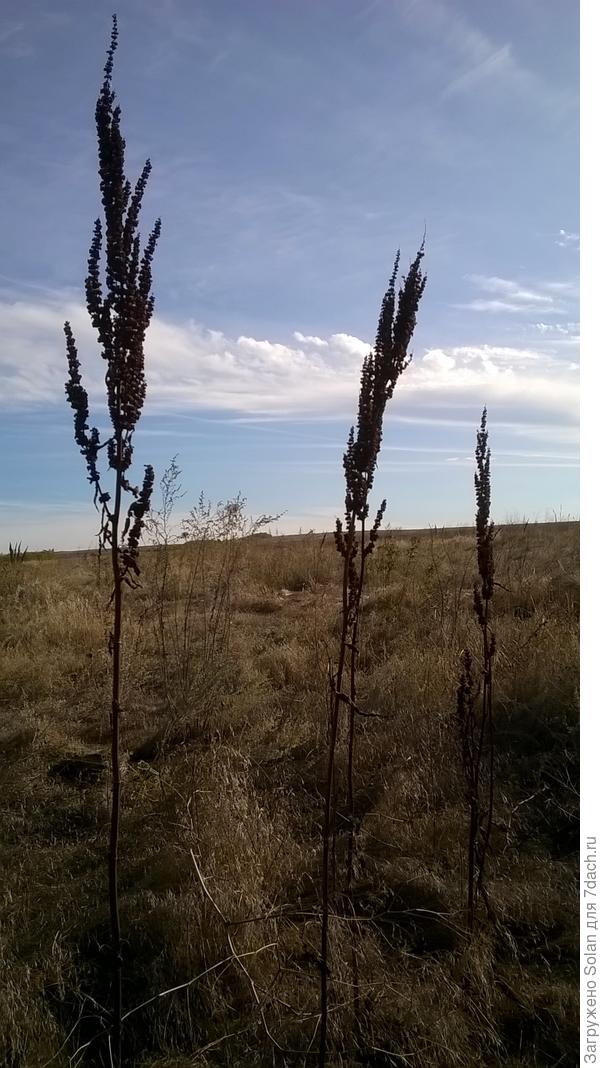 посмотри какие великаны!