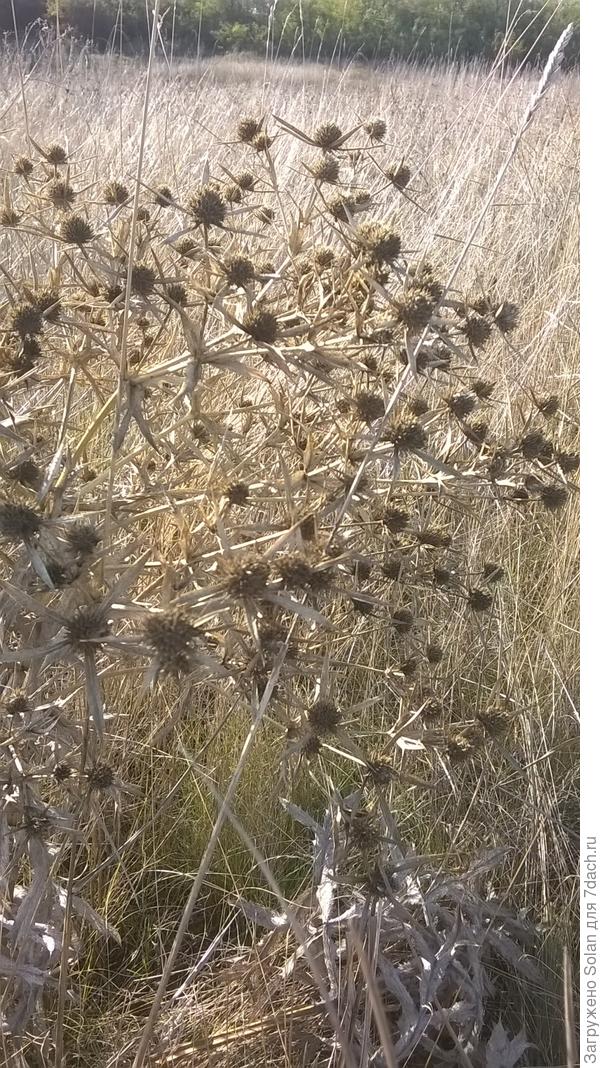 сорняк? Верно)))), но как красив!))