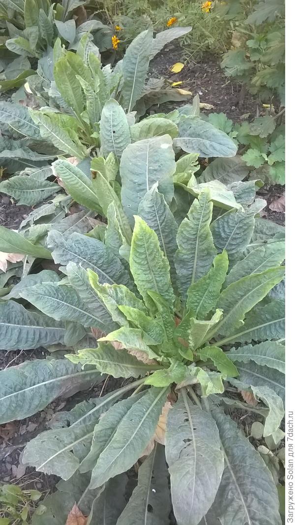 А теперь смотрю - не очень-то и похоже.... На продавщицу глянула и не стала заходить в магазин). Так что, Света, извини - подсказчик из меня фиговый вышел(.