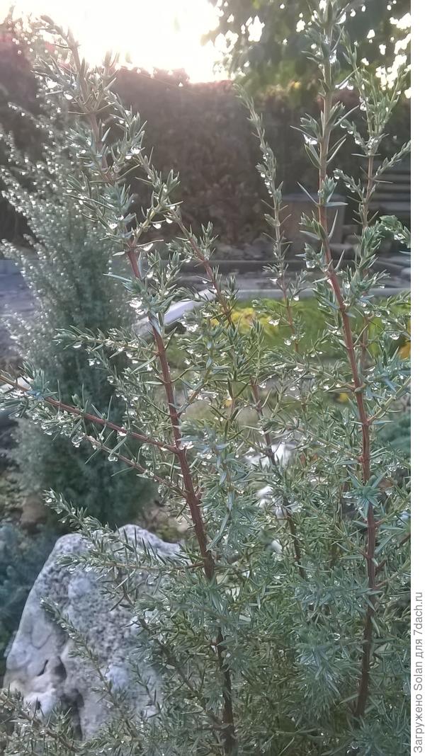 и посмотри, как восходящее солнце отражается в каждой льдинке на кипарисовике!