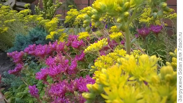 вот, поближе - желтый.