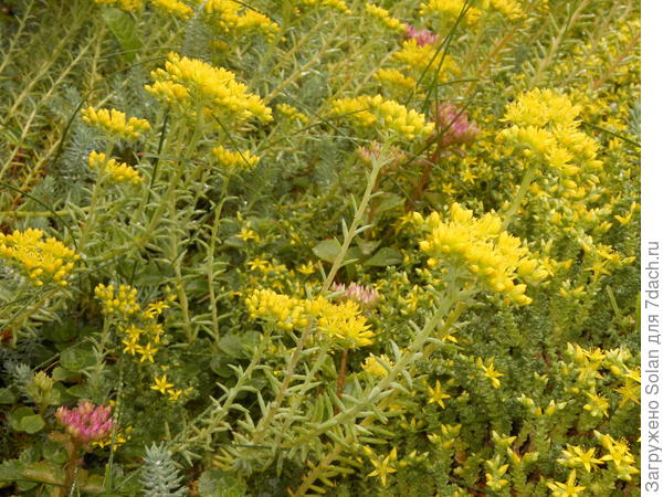 так он цветет.