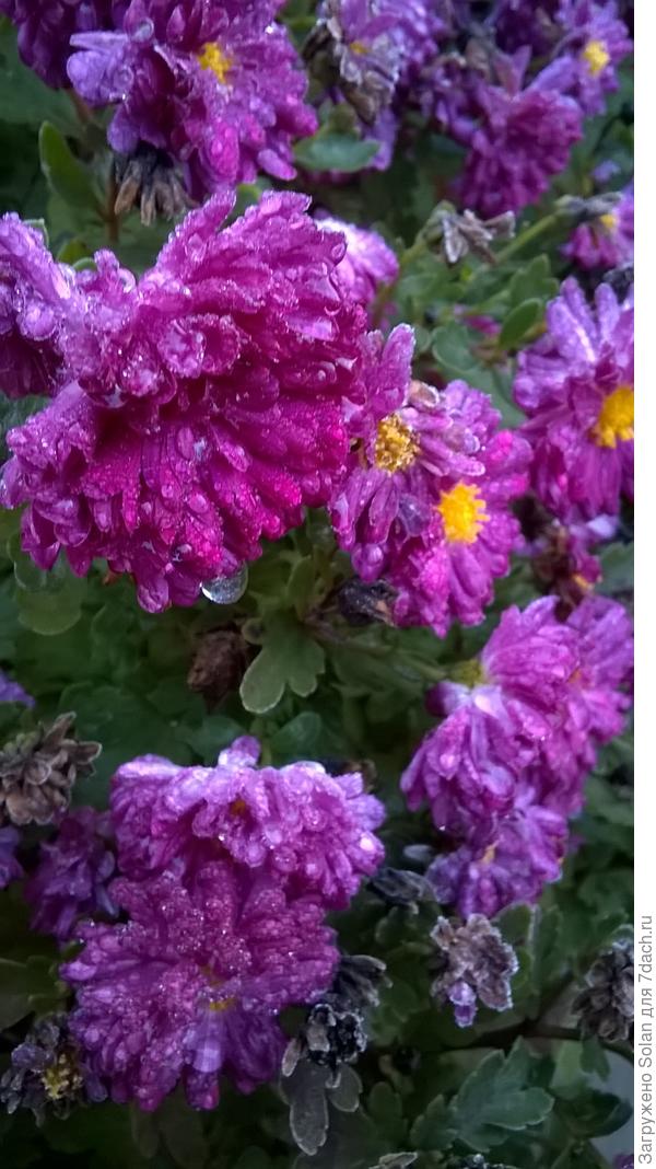 китайская хризантема