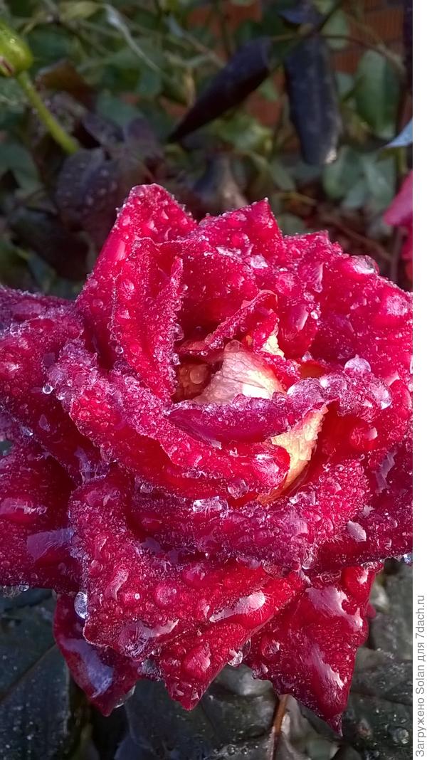 заморозок застал врасплох)).