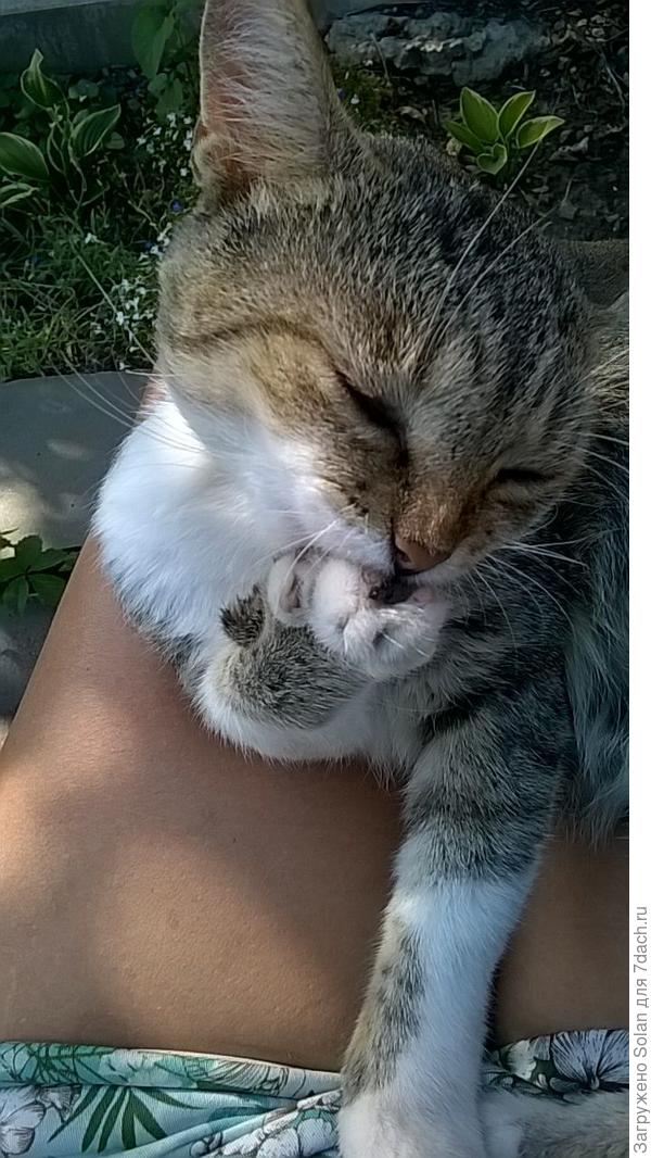 Пусть и беспородный Бобик, но за маникюром следим)))